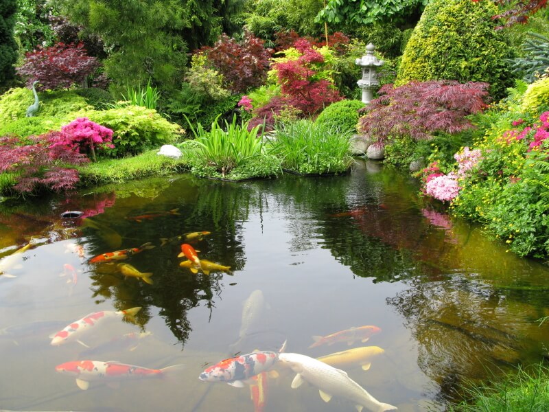 锦鲤池在日本园林中很受欢迎。这幅画的特点是日本枫树和一群爱水的草，还有一个石头灯笼。