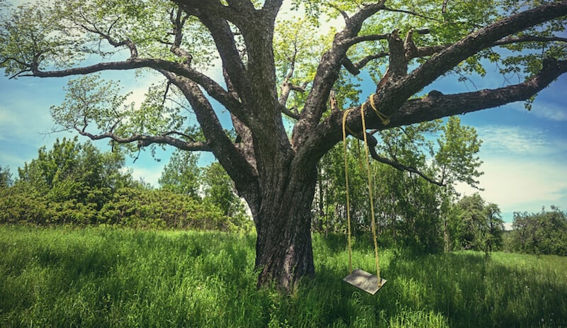 在一棵成熟树木的粗壮树枝上悬挂绳索秋千，是一种享受夏日微风的经典方式。