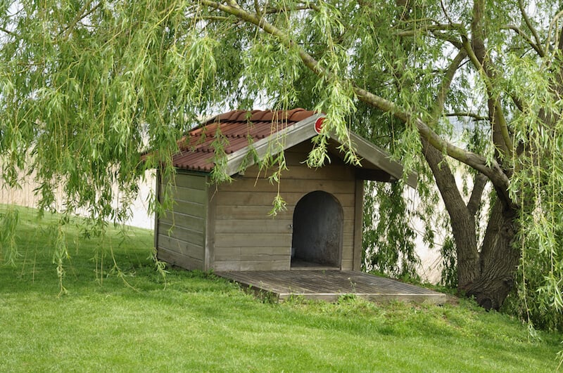 这个可爱的狗屋很简单，但藏在山上的柳树下，免受大多数天气的影响。