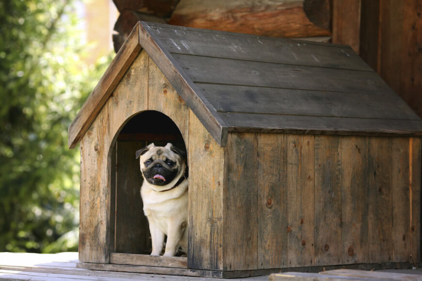 这是一个较小的狗屋，非常适合小品种的狗，比如图中的哈巴狗。这是一个乡村的狗屋，但在这个小木屋的前廊上有庇护。