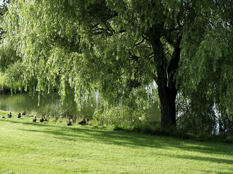 这棵巨大的、完全成熟的树坐落在一个安静的湖边，为一群鸭子提供阴凉。
