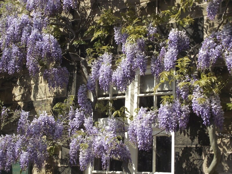 虽然紫藤并不是真正的藤蔓，但它有许多类似藤蔓的特性，并且会像藤蔓一样生长在棚子和棚架上。