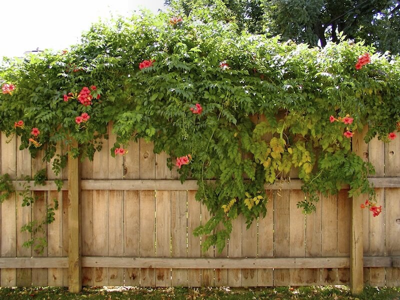 葡萄藤甚至可以用来越过隐私栅栏，用颜色和香味装饰它。