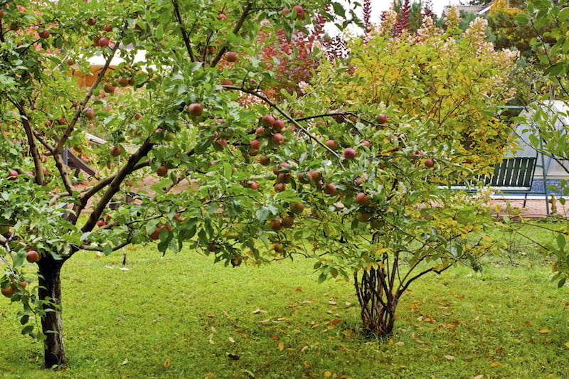 另一棵可爱的苹果树栽在房子后面，遮住了窥探的主要生活区。