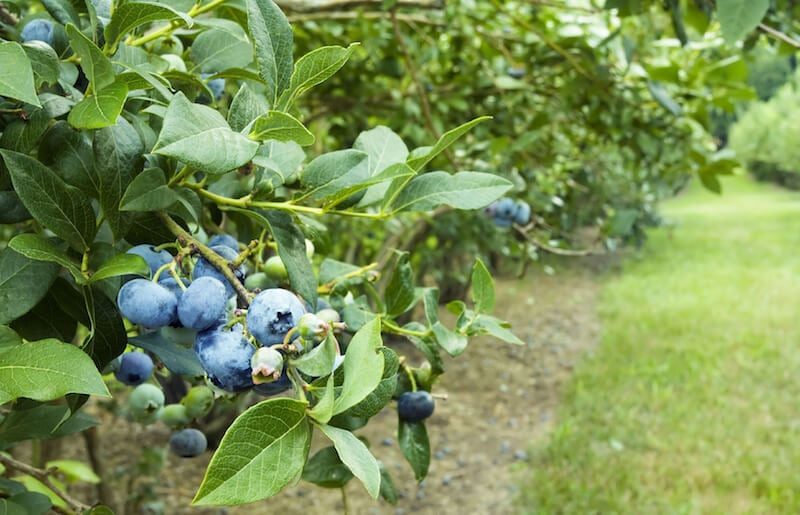 蓝莓很容易排列成行，每个季节都能结出颜色鲜艳的浆果。