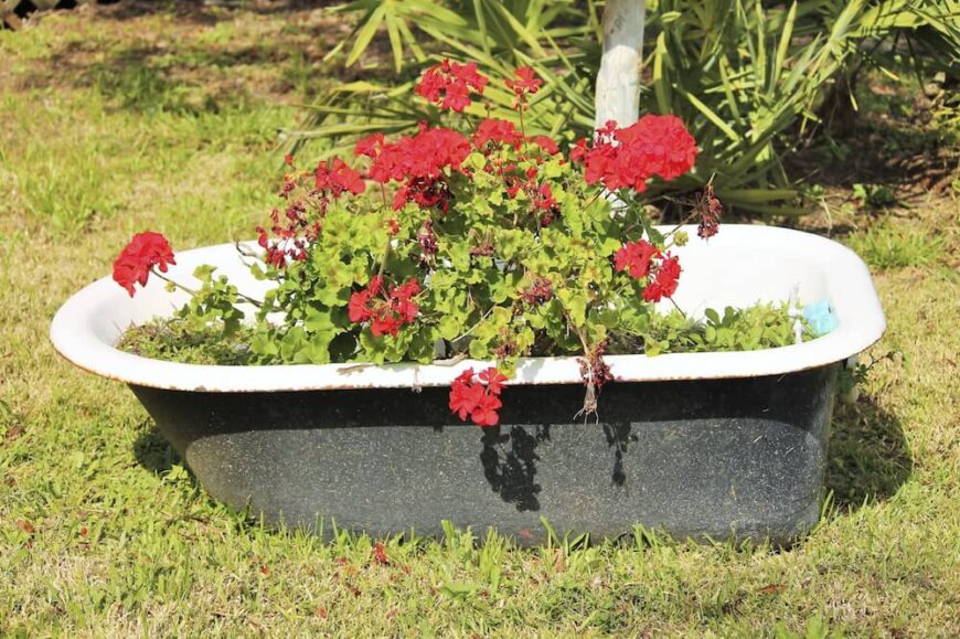 即使是旧的爪形浴缸也能作为花盆获得新生。这个想法是完美的折衷或乡村花园。