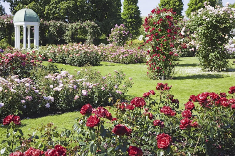 这个茂密的花园充满了许多不同种类的玫瑰，创造了一个经典的，毫无疑问的芬芳花园。