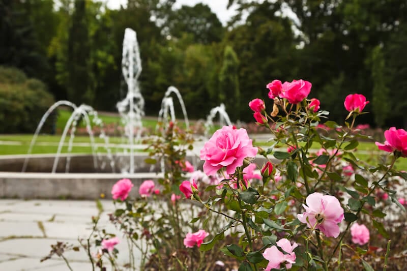 这些美丽的洋红色玫瑰放在广场上一个巨大的、华丽的喷泉前，看起来很神奇。
