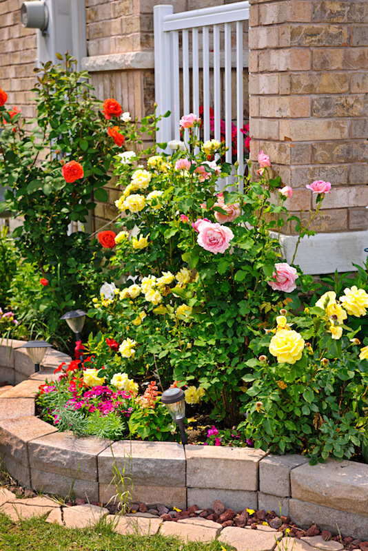 即使在较小的种植床上，玫瑰也有一定的吸引力。这种花有淡粉色、红色和淡黄色。
