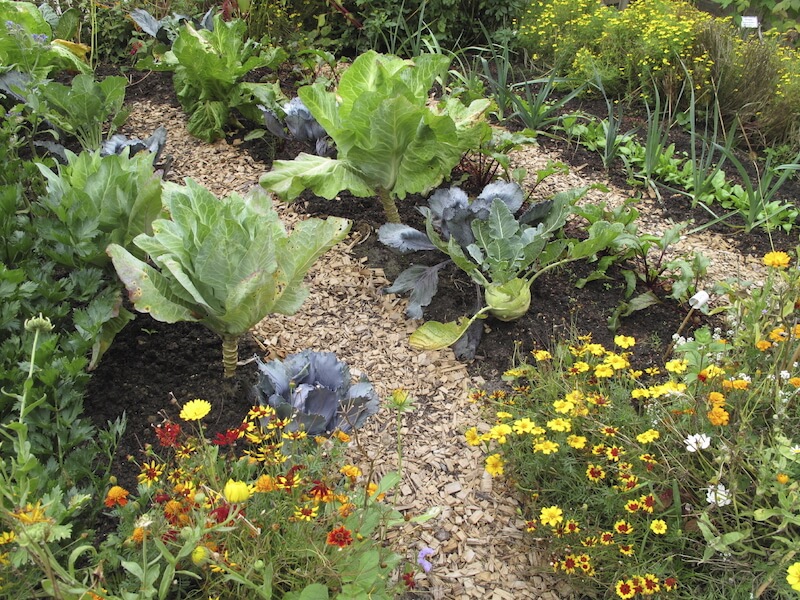 这是一个典型的菜地，在蔬菜行之间用护根物来防止杂草。一些小的花是蔬菜的补充，可以驱赶害虫。