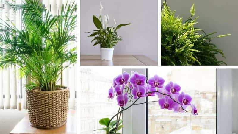 收集植物的室内湿度较低