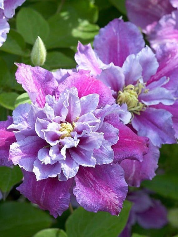 引人注目的紫色和粉红色的铁线莲花，艳丽的花瓣成排生长