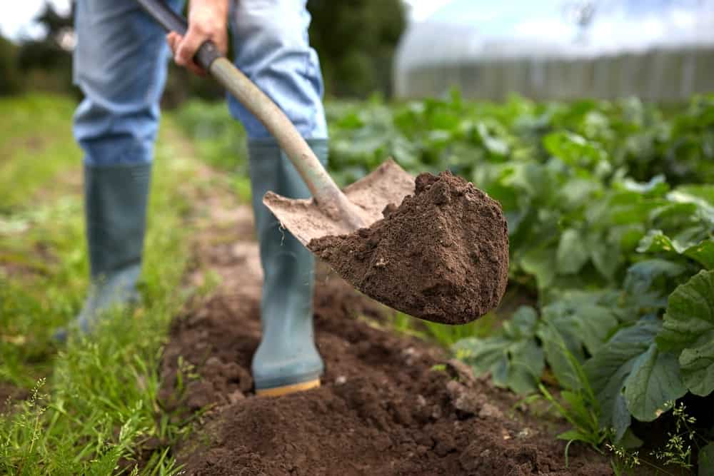 在菜园里用铲子挖土的行为