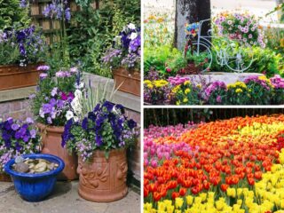 A collage of different types of flowers on a garden.