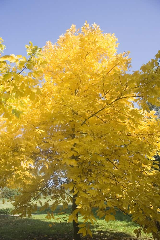 秋天的苦胡桃树