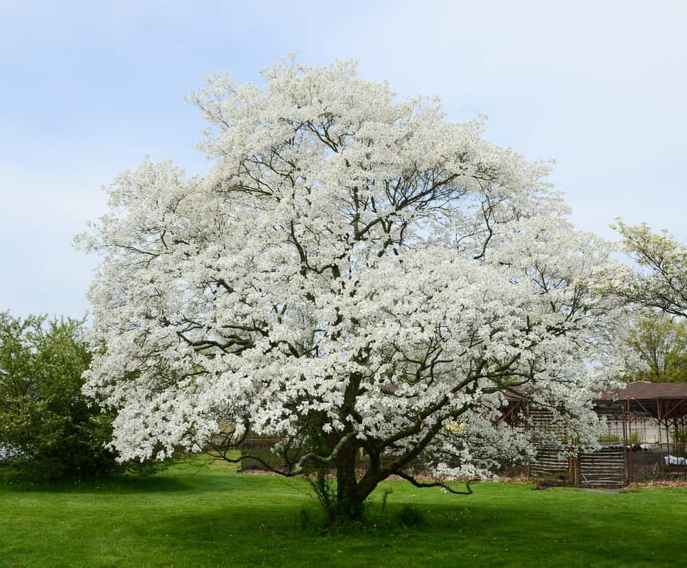 山茱萸树的白色花朵