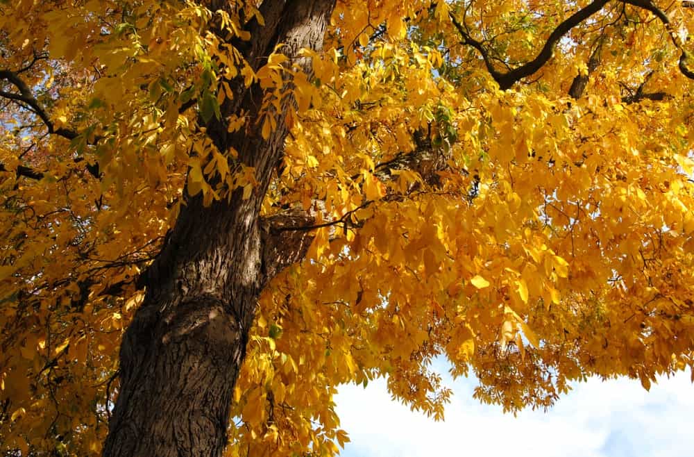 秋天的胡桃树