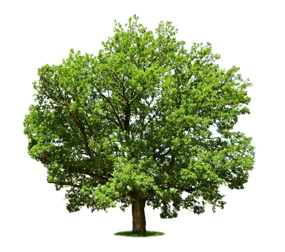 白栎树