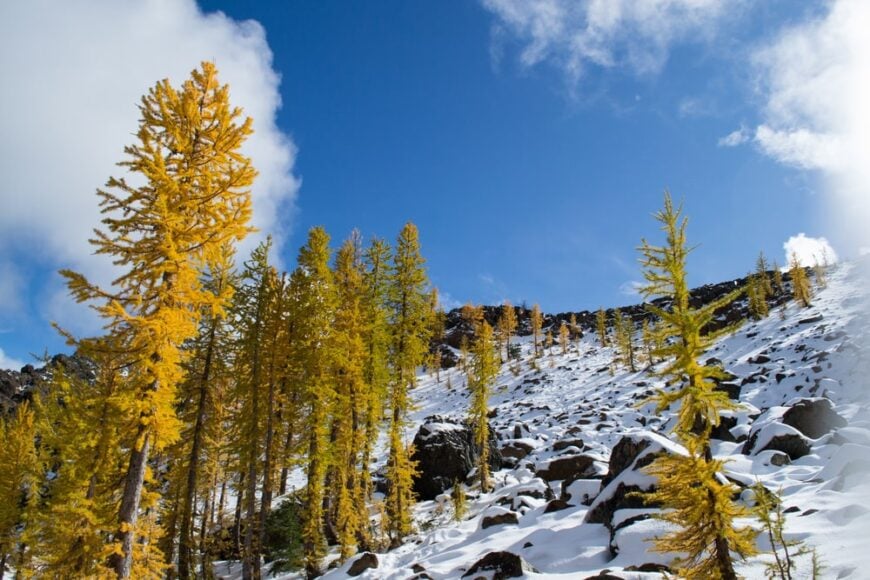 可爱的黄色高山落叶松生长在雪山上