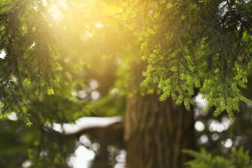 铁杉树的叶子，阳光透过树枝