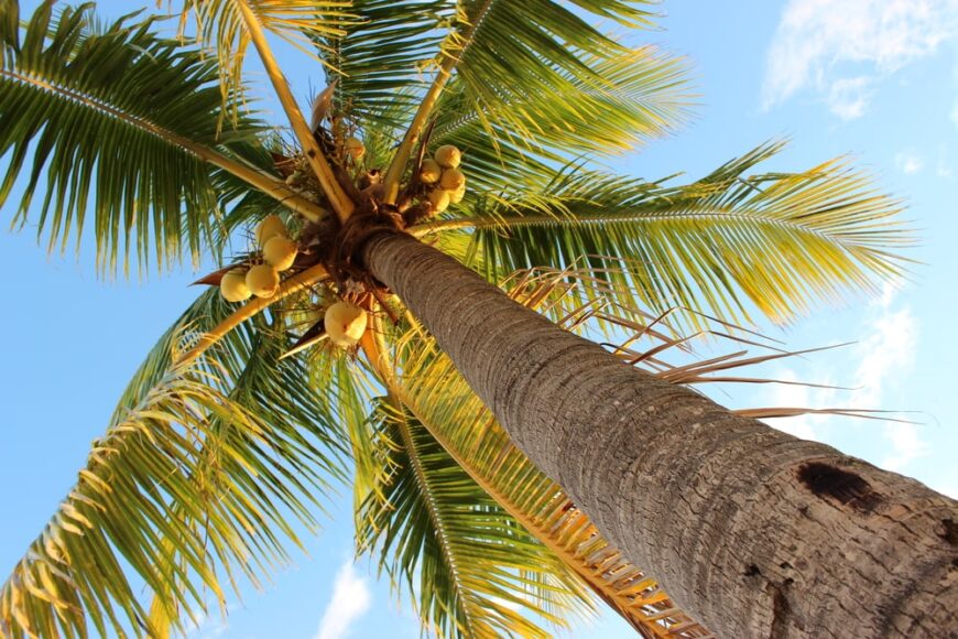 仰望着一棵高大的椰子树的树干，上面有巨大的绿叶和一串串的椰子