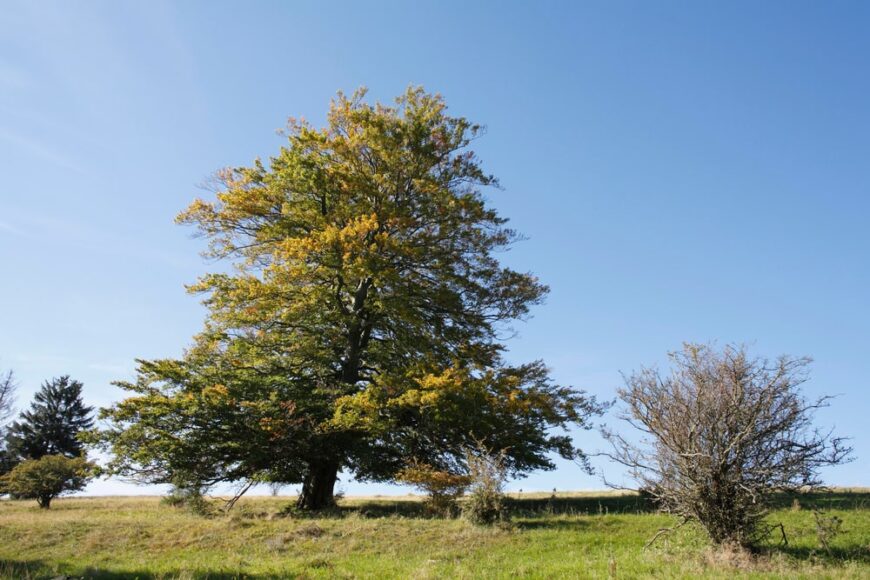 大的欧洲山毛榉树，生长在田野里，小的树，蓝色的天空
