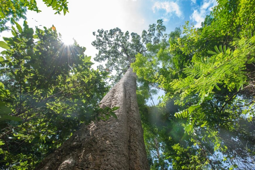 热带雨林中巨大贝壳杉树的向上视图