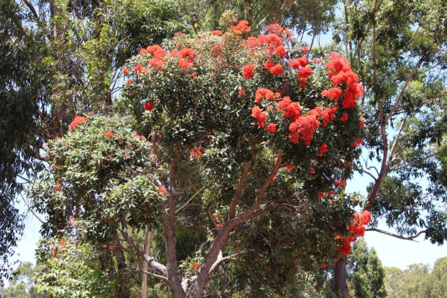 生长在澳大利亚的饱满结实的红色开花胶树