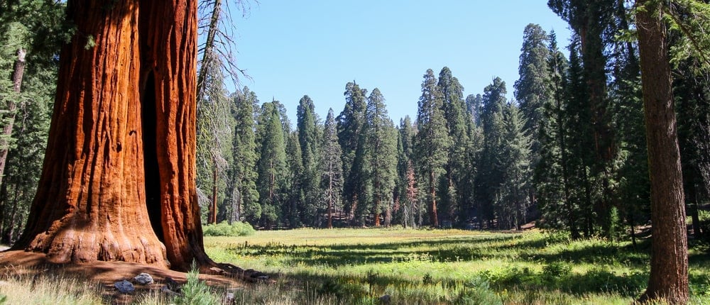 两棵巨大的红杉树干生长在加州的内华达山脉
