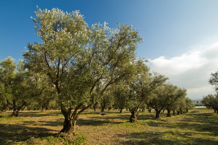 种植园里生长着健康的橄榄树