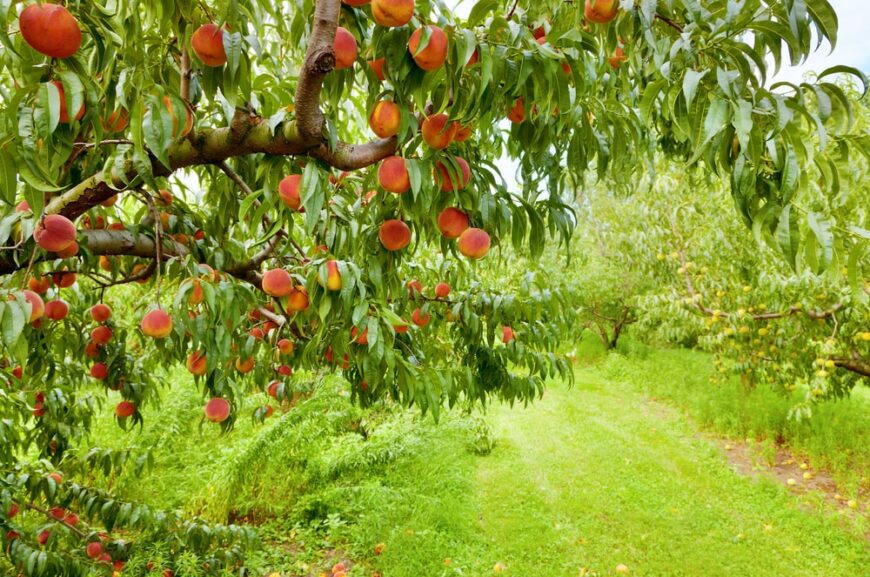 长在果园里的一种桃树，结出成熟的桃子