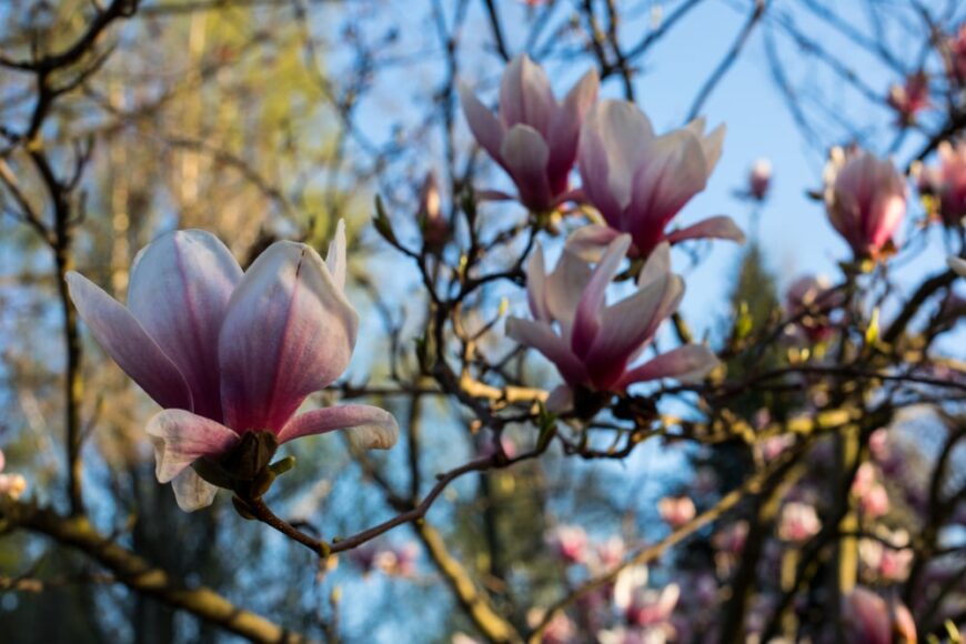 春天，一棵甜月桂玉兰树上开着粉红色和白色的花