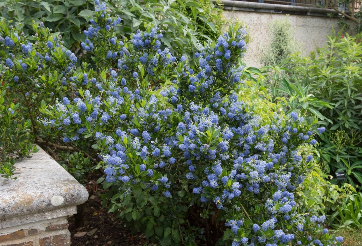 美丽的蓝色加利福尼亚丁香花。