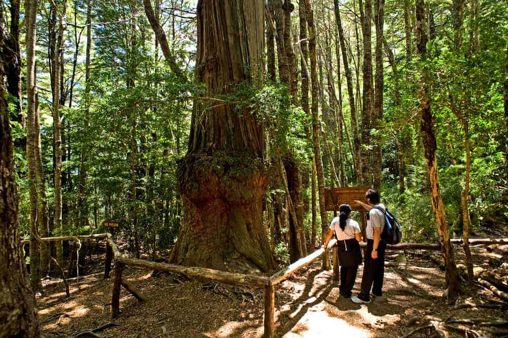 一棵大的成熟的巴塔哥尼亚柏树在自然公园小径上。