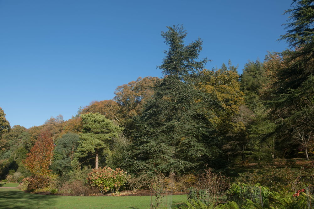 蓝色的阿特拉斯雪松生长在一个可爱的公共景观与其他针叶树在一个阳光灿烂的日子