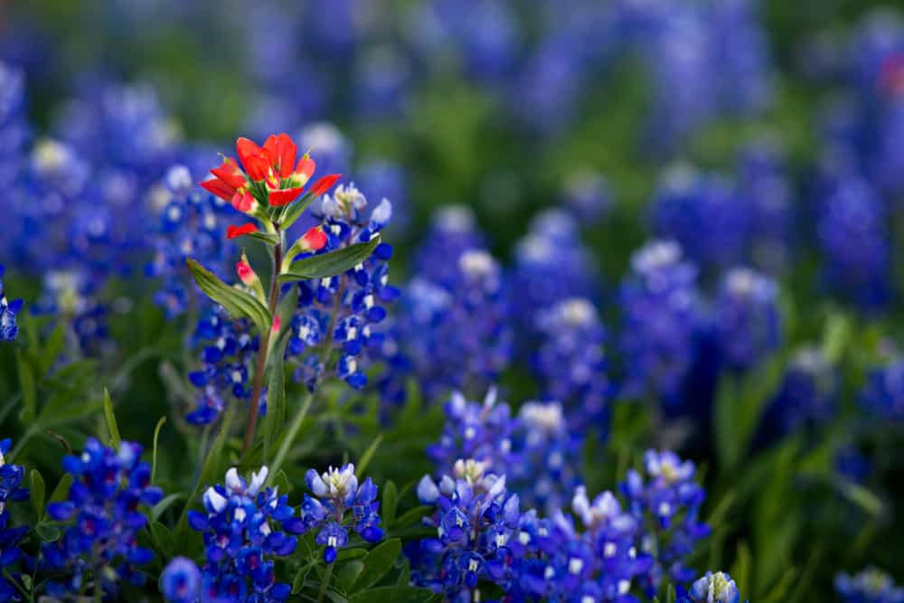 美丽明亮的矢车菊花生长在一簇与一个印度油漆刷花