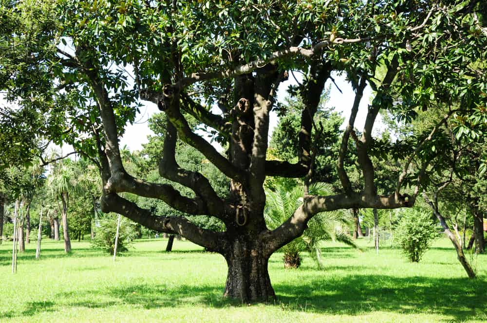 生长在开阔的绿草地上的一种南方木兰树的粗壮的树干和伸展的树枝