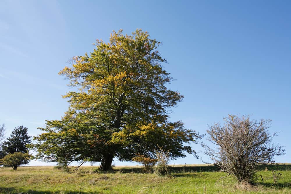 这是一棵在田野里的欧洲山毛榉树。