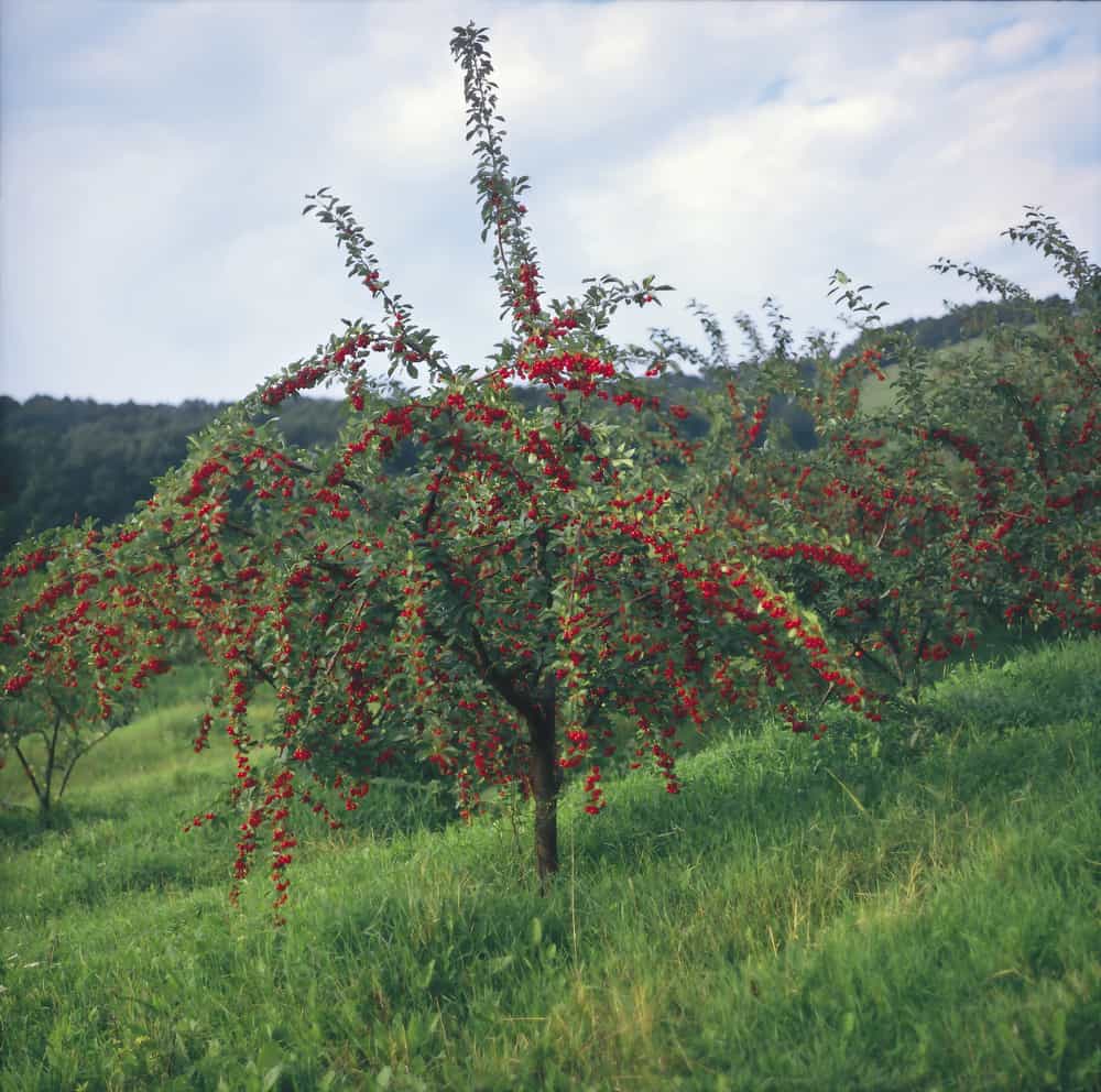 这是山坡上的一棵酸樱桃树，结着鲜红色的果实。