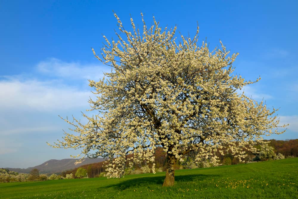 一棵甜美的樱桃树盛开在田野里。