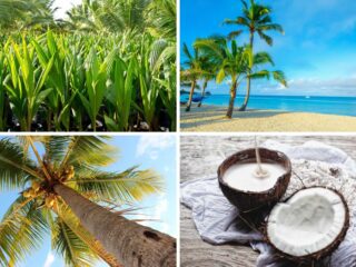 椰子生命周期的拼贴画。