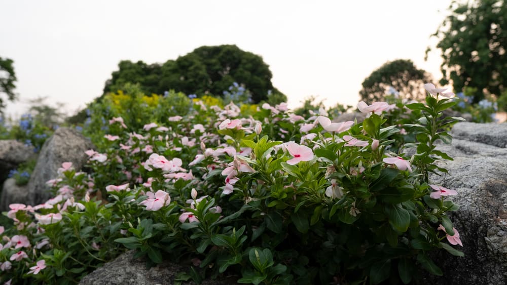美丽的粉红色马达加斯加长春花植物生长在岩石上