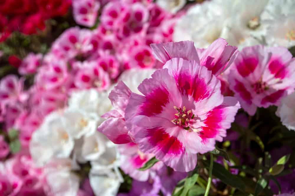 令人难以置信的淡粉色和热粉色的克拉奇亚花花瓣与模糊的花簇背景