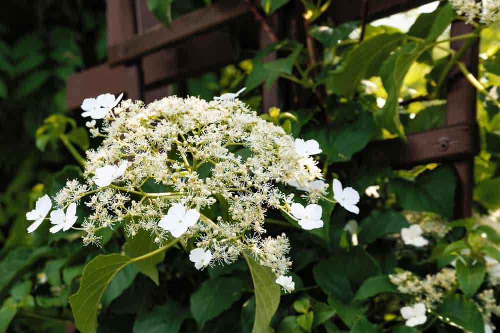 美丽的白色花朵和花蕾的攀爬绣球花植物生长在一个木制的格子