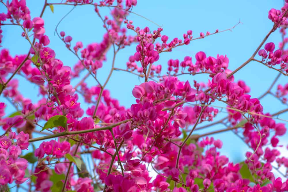 令人难以置信的春天盛开的热粉红色珊瑚藤花生长在对比鲜明的蓝天