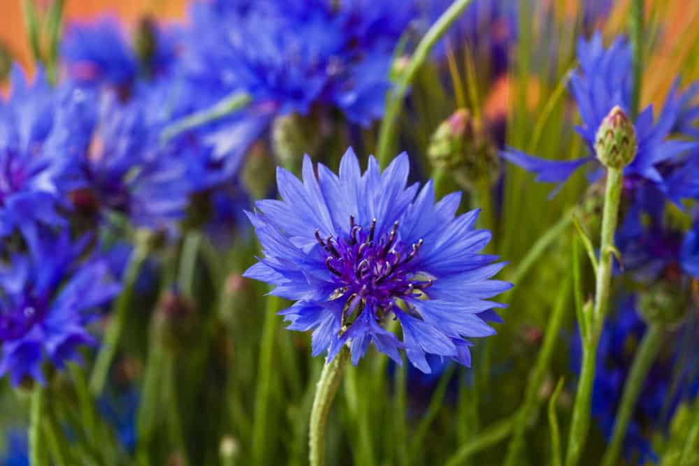 几朵明亮的紫色矢车菊，带着一层层的射线小花，生长在一片可爱的土地上