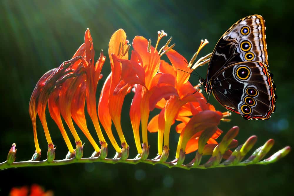 在阳光下闪闪发光的令人难以置信的蝴蝶正在参观美丽的橙色花
