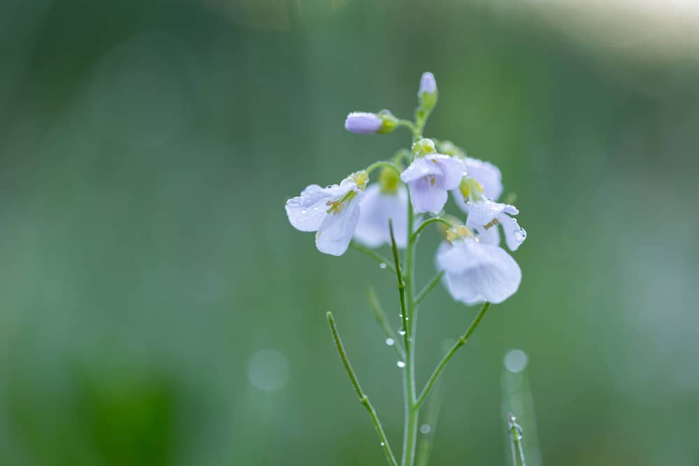 美丽的淡紫色杜鹃花生长在花茎末端，上面覆盖着精致的雨滴