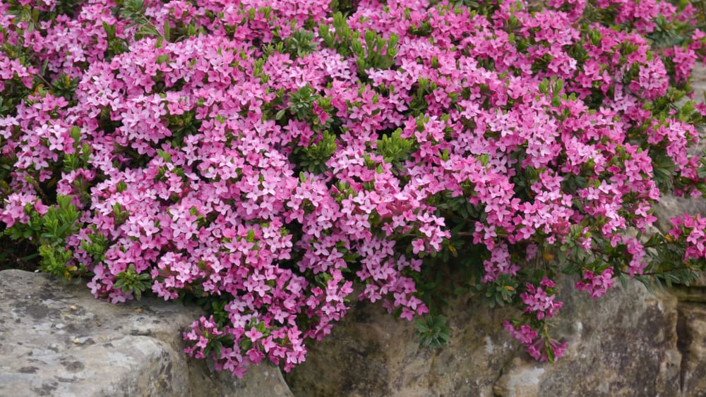 美丽的明亮的粉红色的达芙妮灌木花瀑布在砖墙作为观赏植物