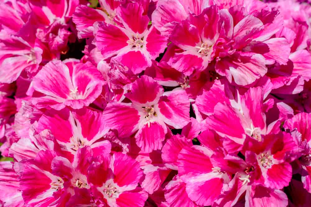 令人难以置信的明亮粉红色的克拉奇亚花簇爆炸